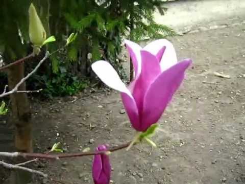 magnolijos svorio netekimas