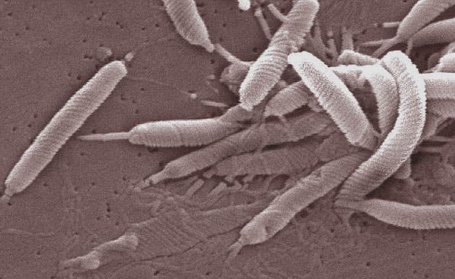 helicobacter pylori svorio netekimas riebalų nuostolių papildo kamino