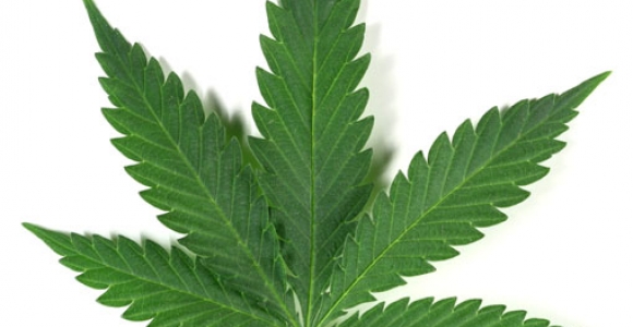 marihuanos poveikis riebalų nuostoliams