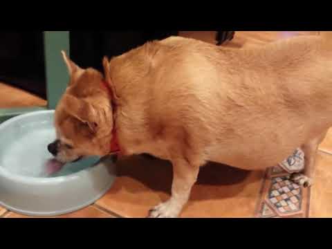 chihuahua svorio kritimas svorio metimas tumblr