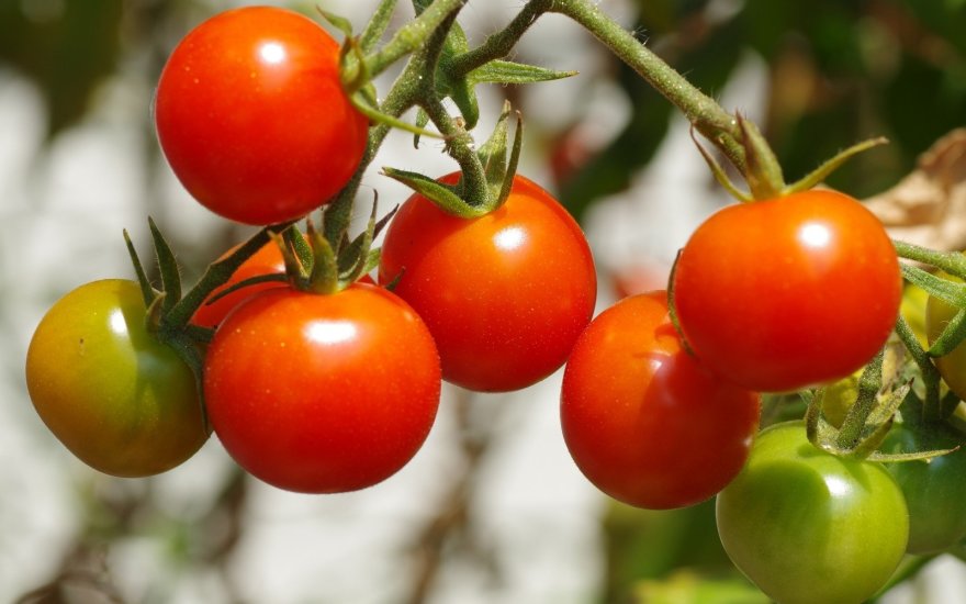 vyšniniai pomidorai padės numesti svorio b420 svorio netekimas
