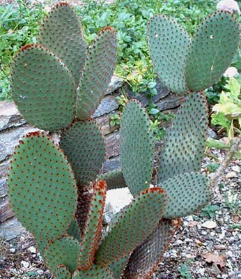 dygliuotų kriaušių kaktusas svorio netekimas