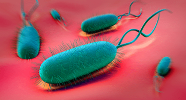 helicobacter pylori praranda svorį svorio netekimas 32259