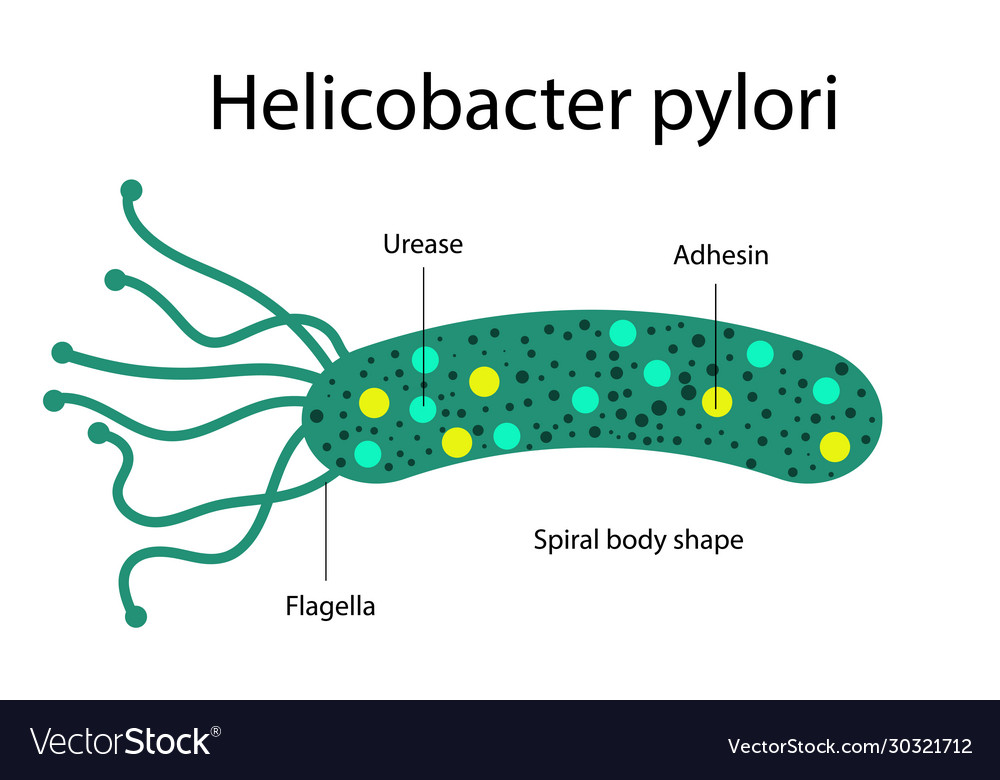 helicobacter pylori svorio netekimas numesti svorio 5 dienas